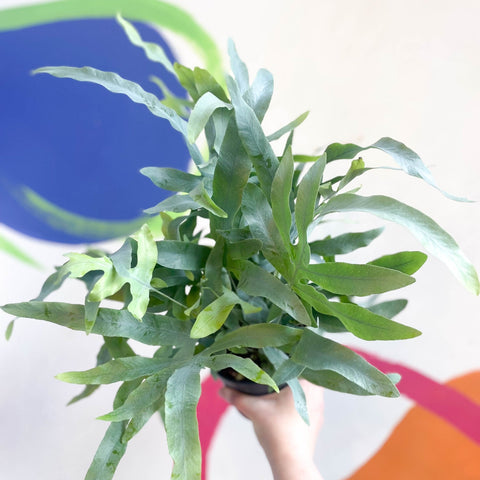 blue star fern hanging Phlebodium aureum