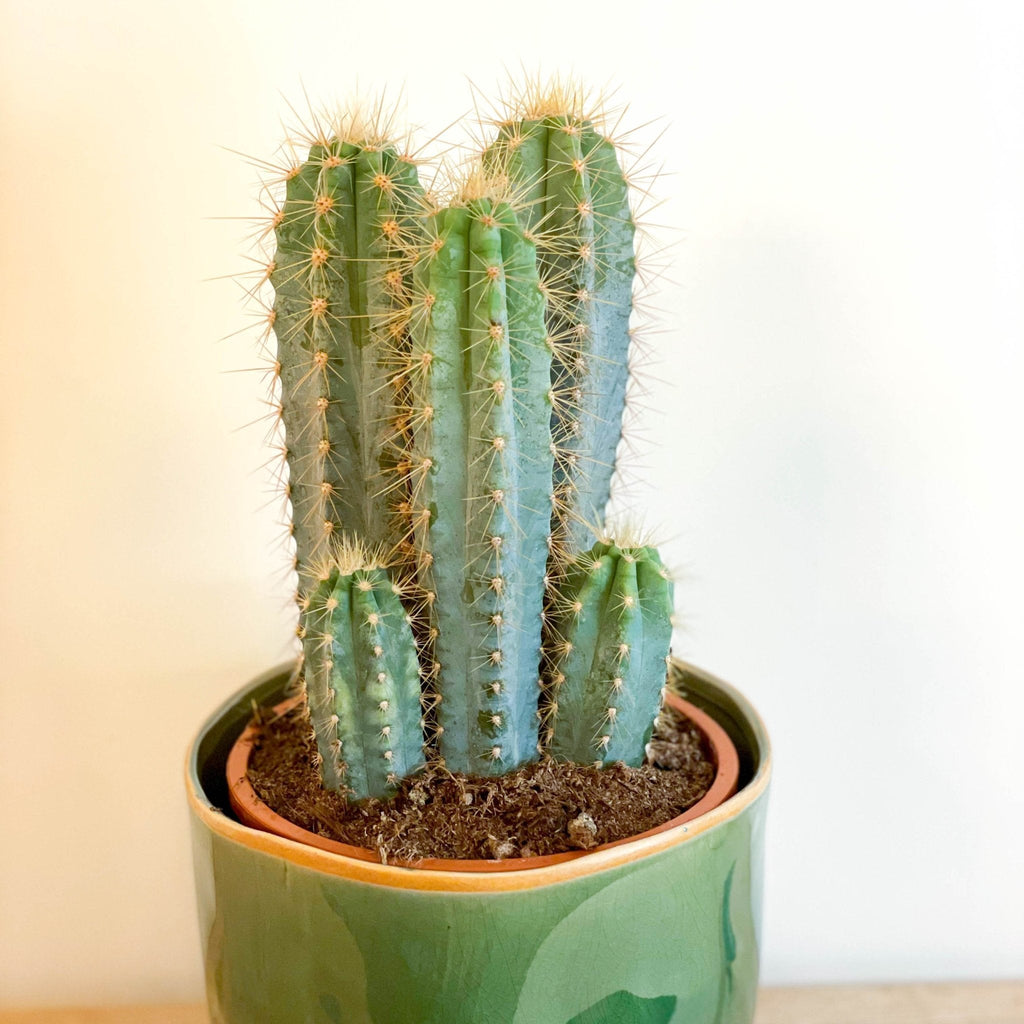 Blue Torch Cactus - Pilosocereus azureus - Sprouts of Bristol