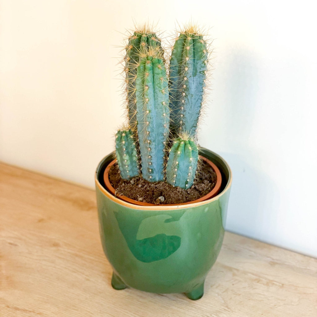 Blue Torch Cactus - Pilosocereus azureus - Sprouts of Bristol