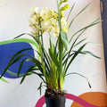 Boat Orchid - Cymbidium earliesue 'Paddy' - Sprouts of Bristol