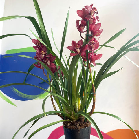 Boat Orchid - Cymbidium 'Red Beauty' - Sprouts of Bristol