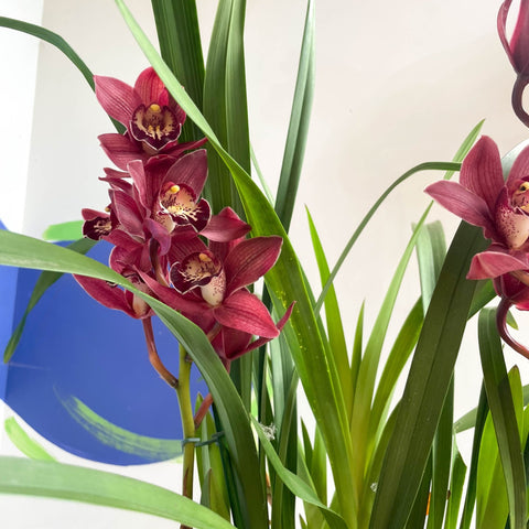 Boat Orchid - Cymbidium 'Red Beauty' - Sprouts of Bristol