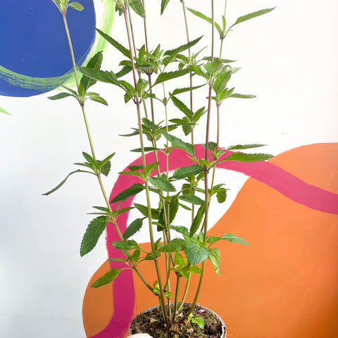 Bog Sage - Salvia uliginosa - Cotswold Grown Perennial - Sprouts of Bristol