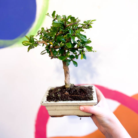 Bonsai - Carmona microphylla