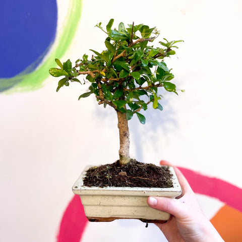 carmona bonsai tree fukien tea Bonsai - Carmona microphylla