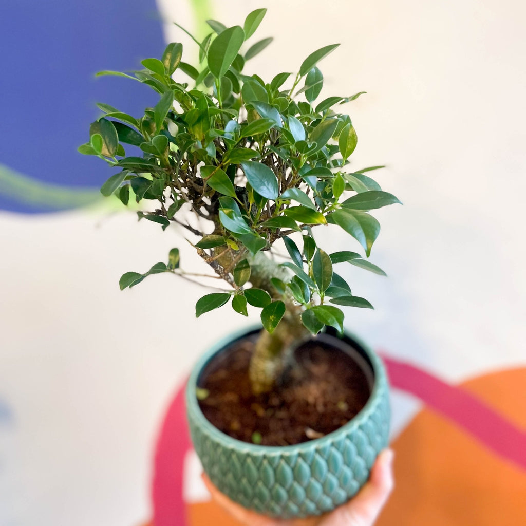 Bonsai - Ficus microcarpa 'Ginseng' - Indian Laurel - Sprouts of Bristol