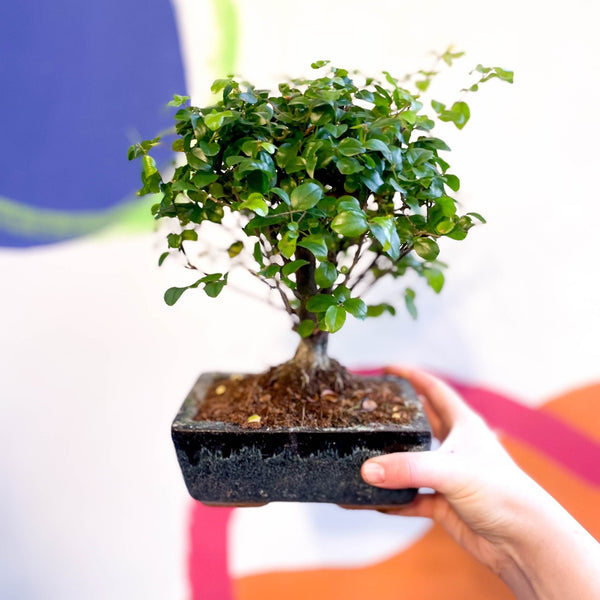 Bonsai - Sageretia theezans