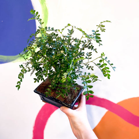 bonsai tree bristol Bonsai - Xanthoxylum piperitum