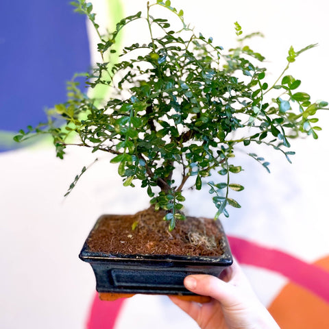 bonsai tree bristol Bonsai - Xanthoxylum piperitum
