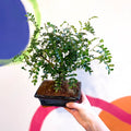 bonsai tree bristol Bonsai - Xanthoxylum piperitum