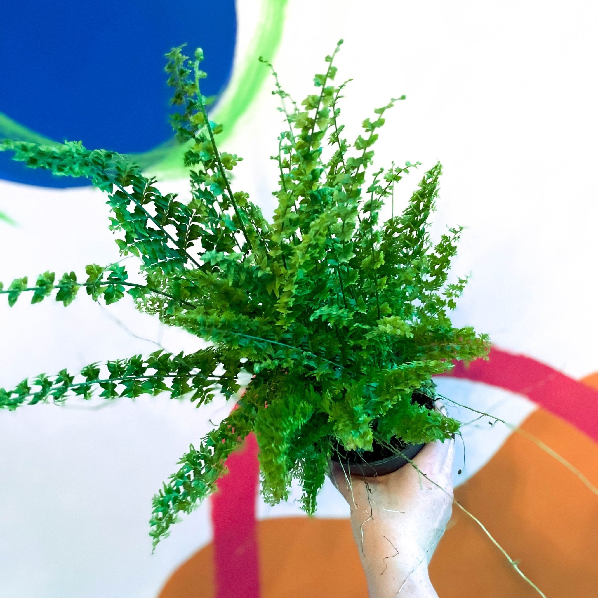 Boston Fern - Nephrolepis exaltata 'Green Fantasy' – Sprouts of Bristol