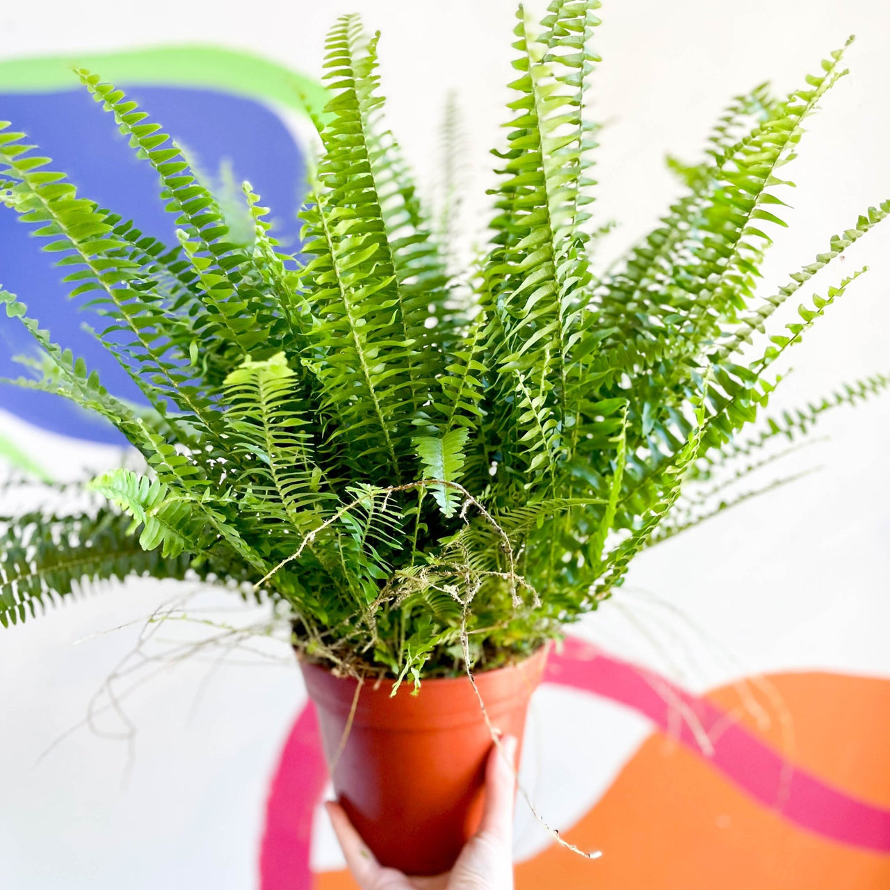 Nephrolepis exaltata 'Green Lady' - Boston Fern – Sprouts of Bristol