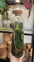 Broadwell Bottle - Bioactive Terrarium - Sprouts of Bristol