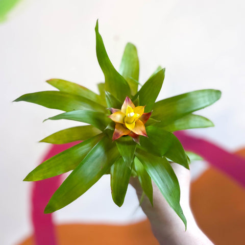 Bromelia Guzmania 'Mini Fairy' – Sprouts of Bristol