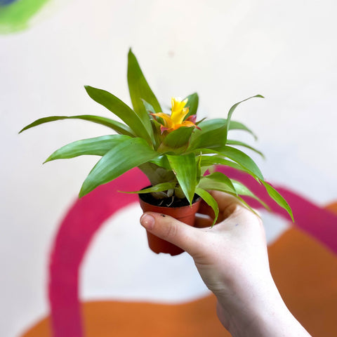 Bromelia Guzmania 'Mini Fairy' – Sprouts of Bristol