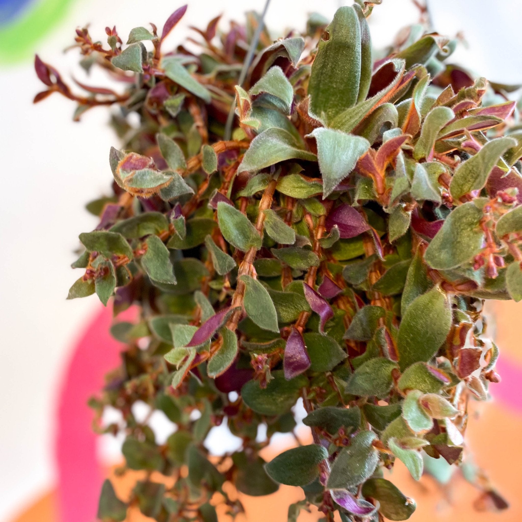 Brown Furry Inch Plant - Tradescantia sillamontana 'Brown Hill ...