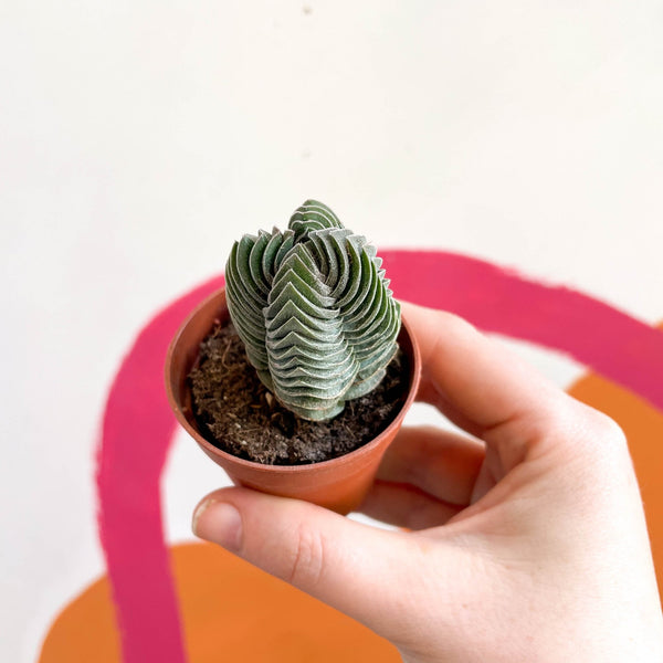 Crassula pyramidalis 'Compacta' – Buddha's Temple – Sprouts of Bristol