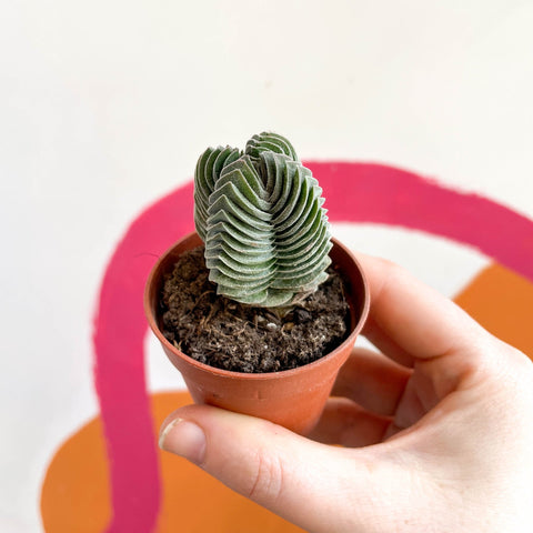 pyramidalis succulent Crassula pyramidalis 'Compacta' – Buddha's Temple – Sprouts of Bristol