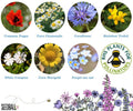 Bumblebee Seedball Wildflower Tins: Blue - Sprouts of Bristol