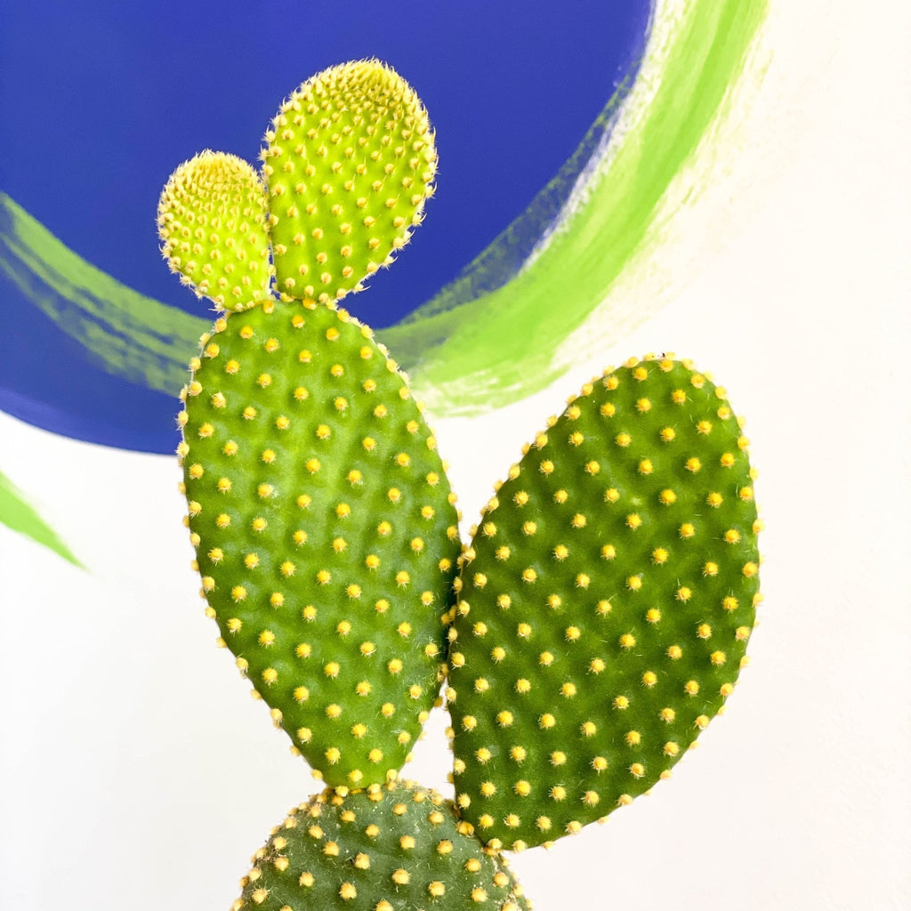 Bunny Ears Cactus - Opuntia microdasys - Sprouts of Bristol