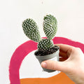 Bunny Ears Cactus - Opuntia Microdasys 'Albata' - Sprouts of Bristol