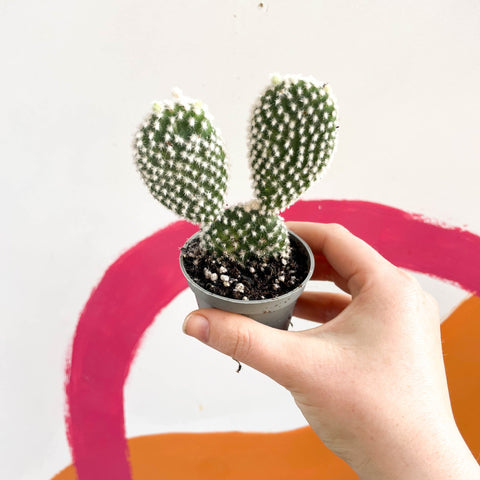 Bunny Ears Cactus - Opuntia Microdasys 'Albata' - Sprouts of Bristol