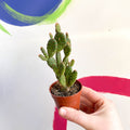 Bunny Ears Cactus - Opuntia microdasys rufida minor - Sprouts of Bristol