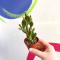 Bunny Ears Cactus - Opuntia microdasys rufida minor - Sprouts of Bristol