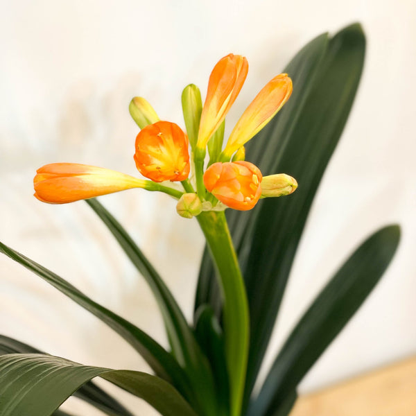 bush lily flower Clivia miniata