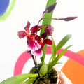 Butterfly Orchids - Odontoglossum wilsonara - Sprouts of Bristol
