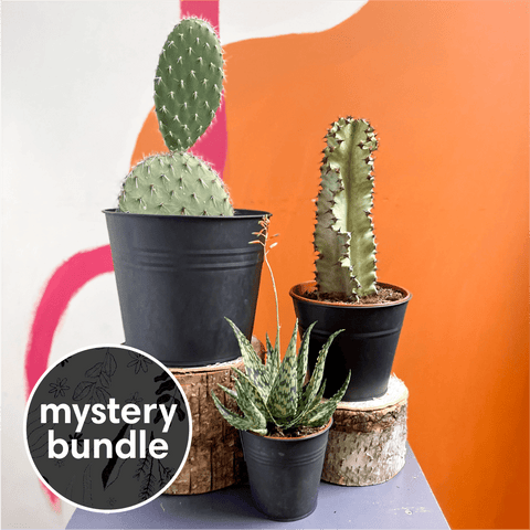 Cacti & Succulent Mystery Plant Bundle | Subscription Available | House Plant Lucky Dip Gift Set - Sprouts of Bristol