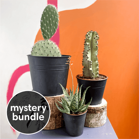 succulent plant delivery uk Cacti & Succulent Mystery Plant Bundle | Subscription Available