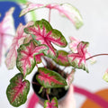 Caladium 'Summer Pink' - Sprouts of Bristol