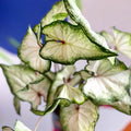 Caladium 'White Star' - Sprouts of Bristol