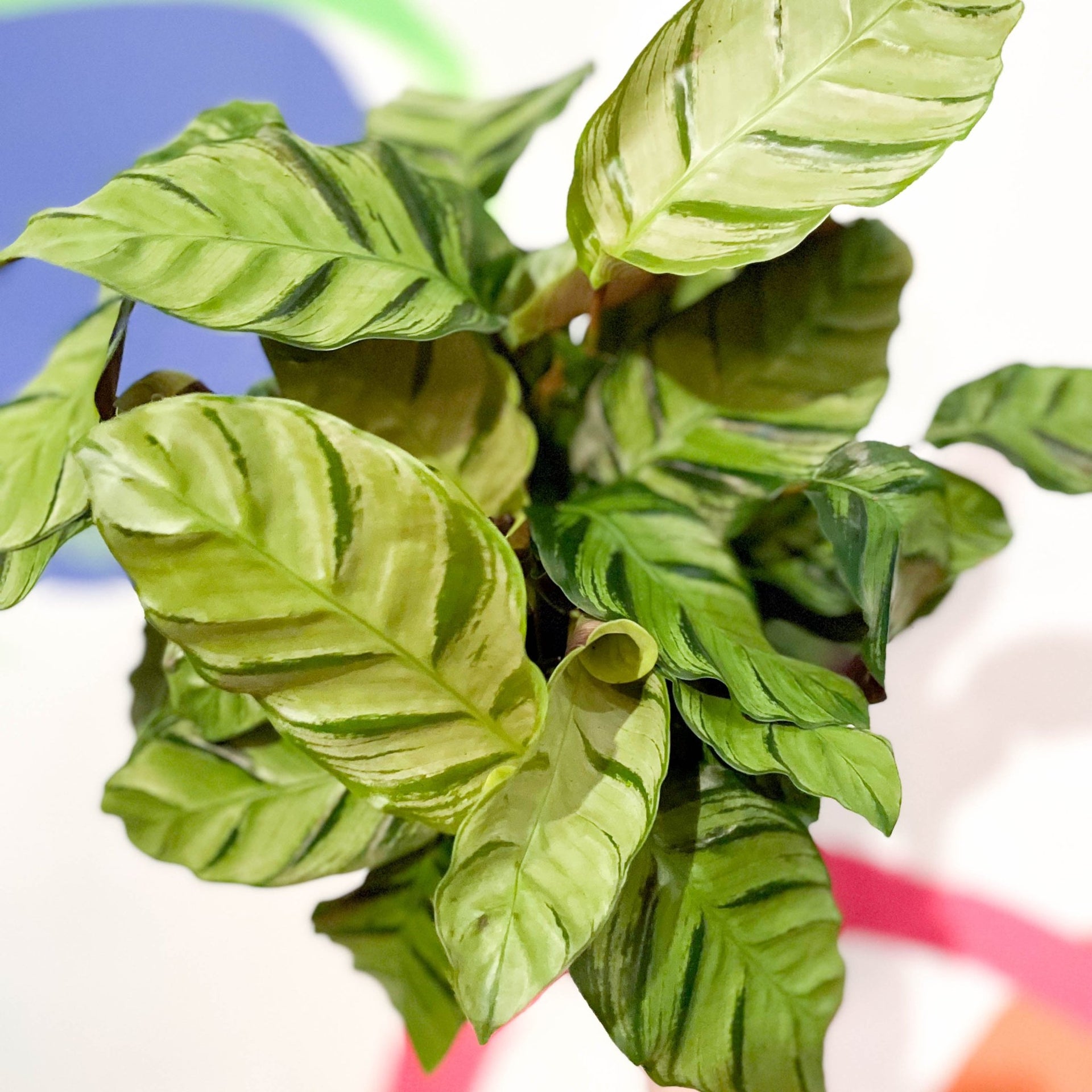 Calathea lietzei 'Greenstar' – Sprouts of Bristol