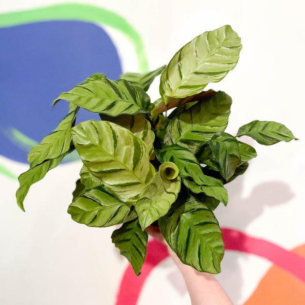 Calathea lietzei 'Greenstar' – Sprouts of Bristol
