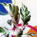 Calathea 'White Fusion' - Calathea lietzei - Sprouts of Bristol