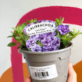 Calibrachoa 'Can Can Double Provence Blue' - UK Grown - Sprouts of Bristol