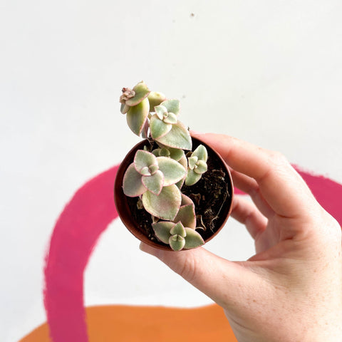 crassula calico kitten succulents Crassula marginalis