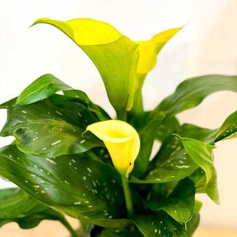 Calla Lily - Zantedeschia - Sprouts of Bristol