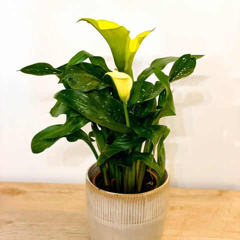 Calla Lily - Zantedeschia - Sprouts of Bristol