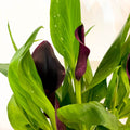 Calla Lily - Zantedeschia - Sprouts of Bristol