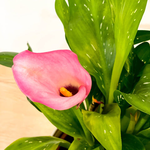 Calla Lily - Zantedeschia - Sprouts of Bristol