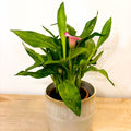 Calla Lily - Zantedeschia - Sprouts of Bristol