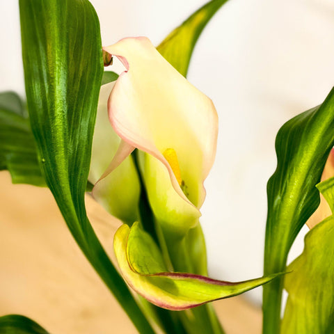 Calla Lily - Zantedeschia - Sprouts of Bristol