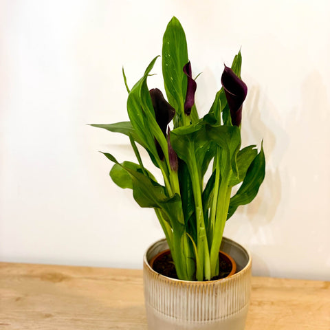 Calla Lily - Zantedeschia - Sprouts of Bristol