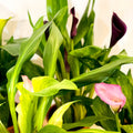 Calla Lily - Zantedeschia - Sprouts of Bristol