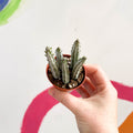 Candle Plant - Stapelia stapeliiformis - Sprouts of Bristol