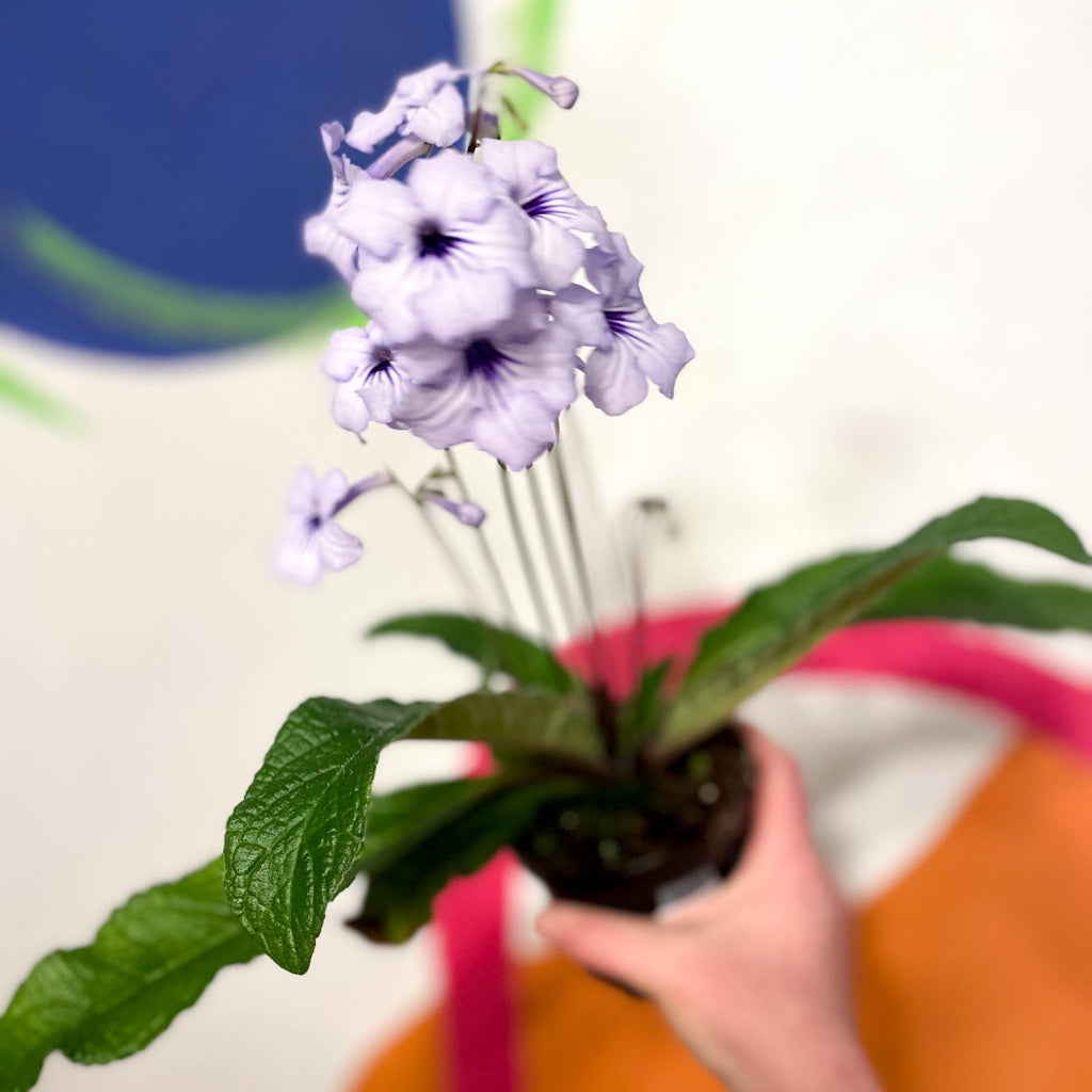 Cape Primose - Streptocarpus 'Crystal Beauty' - Welsh Grown - Sprouts of Bristol