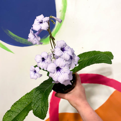 Cape Primose - Streptocarpus 'Crystal Beauty' - Welsh Grown - Sprouts of Bristol